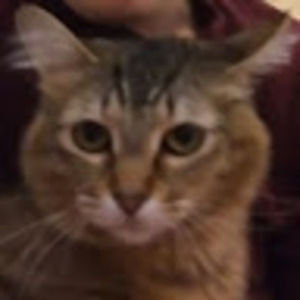 Meet your Posher, Dandelion